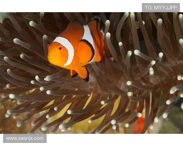 以向鱼王者为核心探寻水下世界生态智慧与生命共生之美